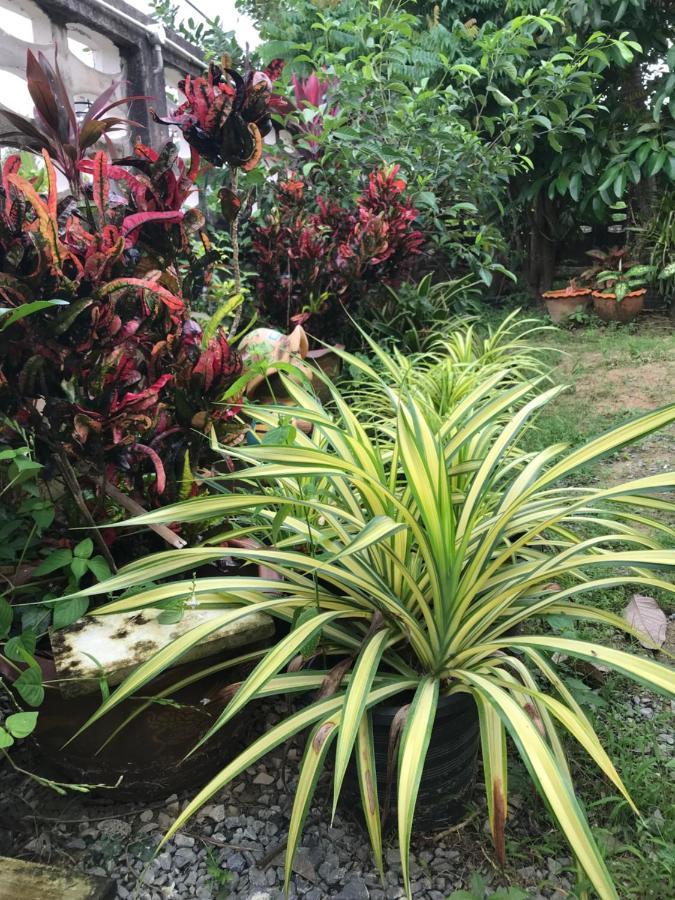 Tree In Town ทรีอินทาวน์ Villa Phatthalung Ngoại thất bức ảnh